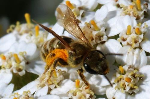 Seladonia tumulorum
